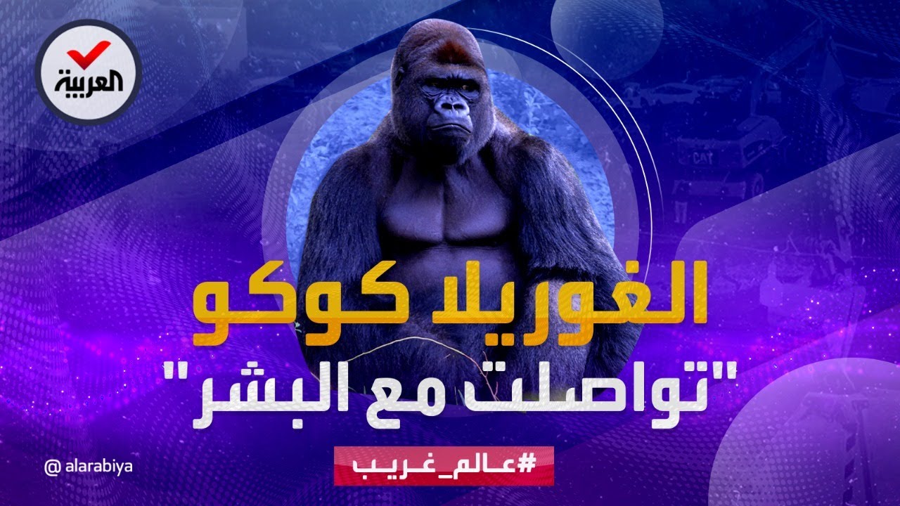 عالم غريب | الغوريلا كوكو.. تعلمت لغة الإشارة ووصفت الإنسان بـ