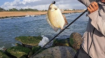 @Câu cá dìa mùa mức#cauca