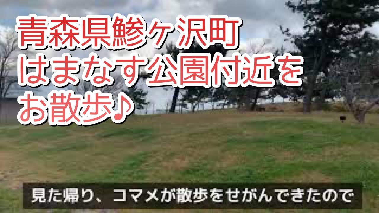 青森犬散歩 鯵ヶ沢町 はまなす公園 付近 Youtube
