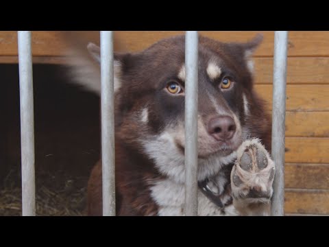 Видео: Более 100 кошек и собак спасены с верхнего этажа приюта для животных