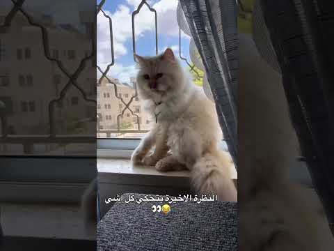 النظرة الفوقية