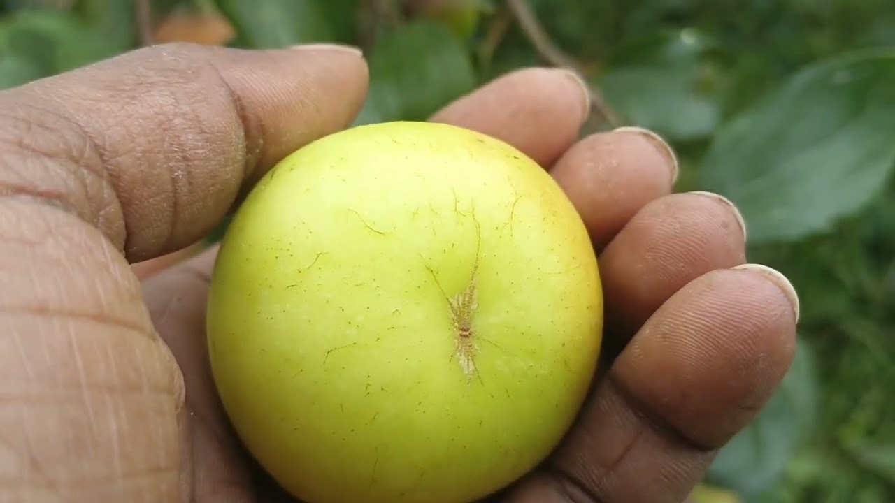 সুন্দর মিষ্টি দেখতে আপেলের মত বল সুন্দরী বড়ই চাষে অবিশ্বাসী ফলন ভালো জাতের বড়ই চাষ করে লাভবান