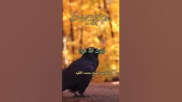 سورة المائدة، [الآية: 31] تلاوة خاشعة بصوت القارئ الشيخ محمد الفقيه