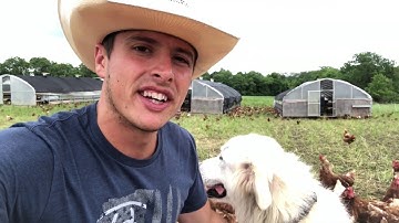 HenGear.com - Rollout Nest Boxes - Reduce your cracks when Gather Eggs For 7,000 Hens