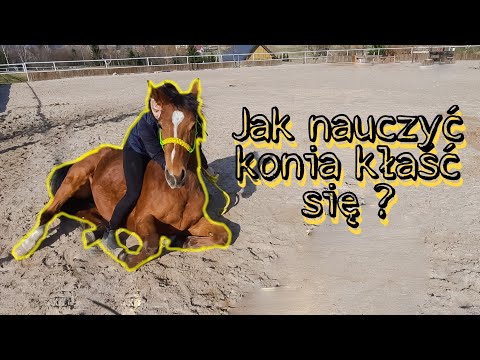 Wideo: Jak Nauczyć Konia Kłaść Się