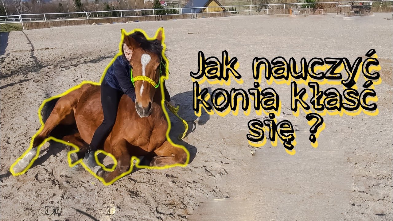 Jak nauczyć konia kłaść się ? Końskie Sztuczki