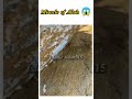 Miracle of ALLAH ❤️ wait for end #islamicvideo #share #love #99namesofallah  #religion