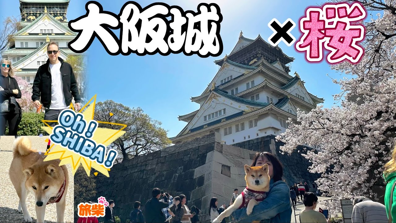 大阪城の桜2023【キャンピングカーで柴犬と行く】