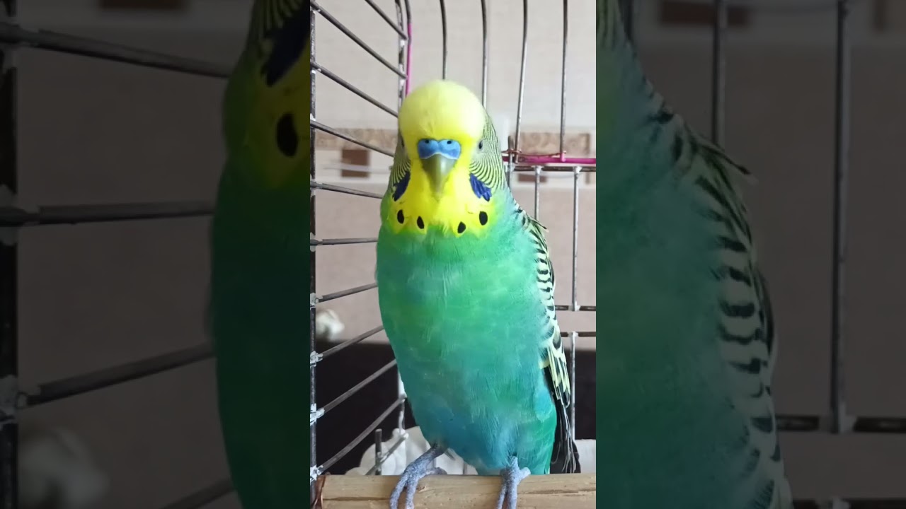 Gevez #muhabbetkuşu #muhabetkuşları #muhabbetkuşusesi #budgies #birds #talkingparot #muhabbetkuşu