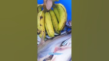 #Shorts / Câu cá xác sọc cá ba sa mồi này nó khoái lắm miền tây sông nước #KiềmRapper