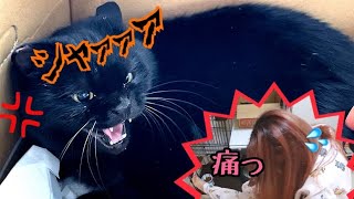 保護した黒猫に顔面攻撃されて傷ができました…