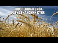 ПОСПЕВШАЯ НИВА, Христианский стих на Жатву