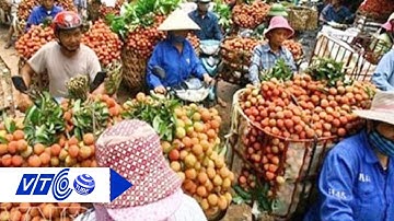 Vải thiều chú trọng vào thị trường trong nước | VTC