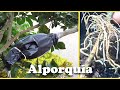 Alporquia -  Como Propagar Árvores por Alporque