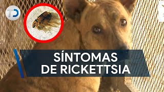 Síntomas de Rickettsia; enfermedad por picadura de garrapata