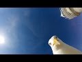 Gopro seagull stole my gopro