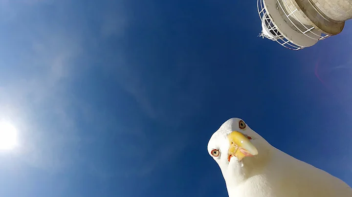 GoPro: Seagull Stole My GoPro - DayDayNews