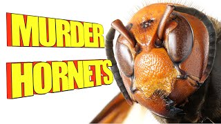 Murder Hornets Invading North America