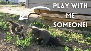 Someone Play with Me! Echo Kitten Wants to Play 🐈‍⬛