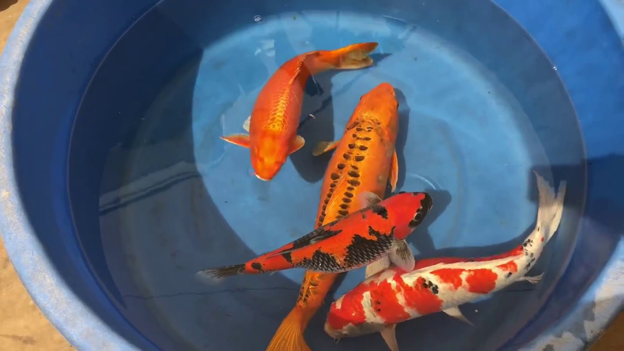 Koi for sale from my main pond ! - YouTube