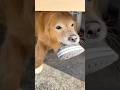 家族の困り事解決犬！ホット君