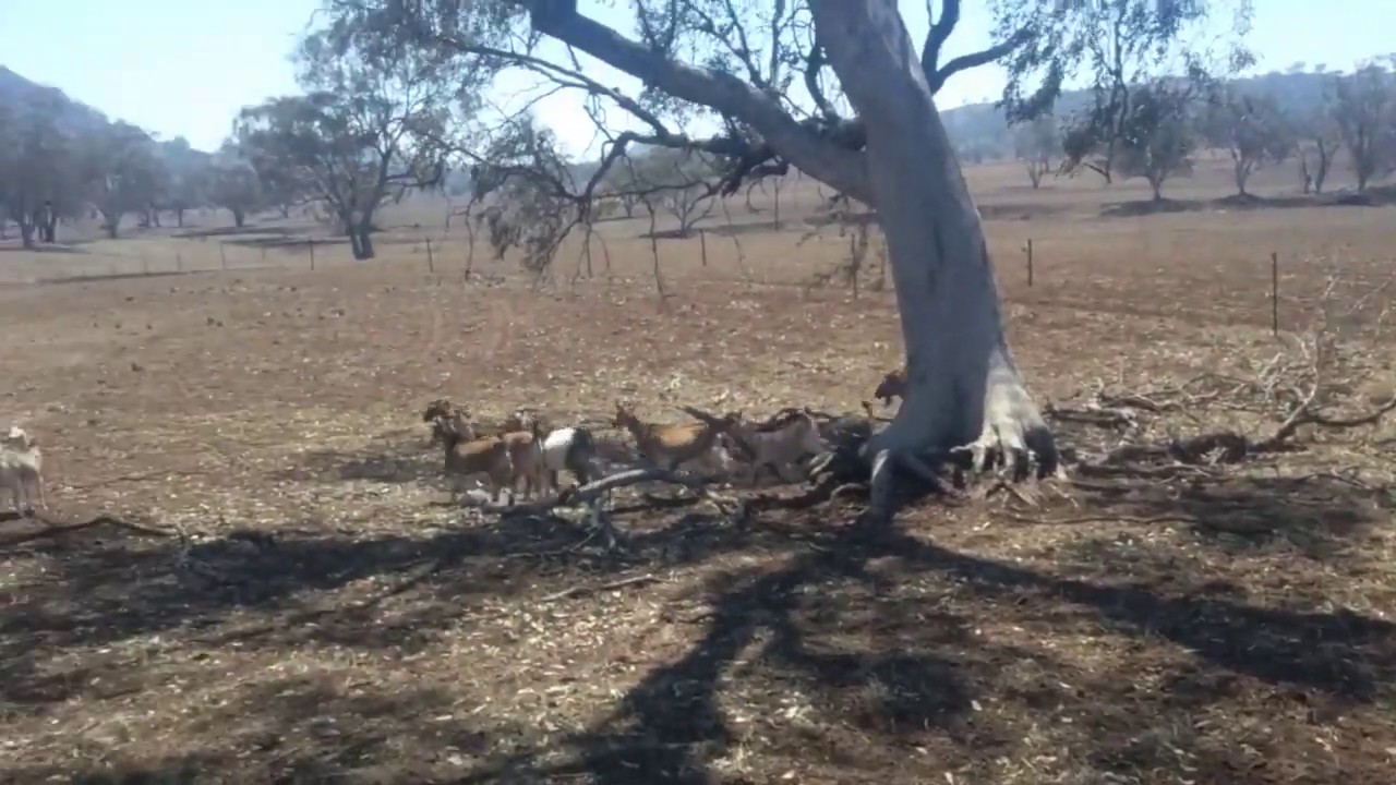Morton Mustering & Working Dogs- Goats