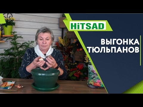 Правильная Выгонка Тюльпанов В Домашних Условиях ✔️ Советы От Хитсад ТВ