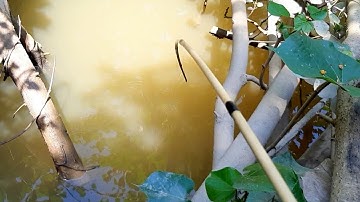 câu cá rô đồng | cá giật cong cần vậy mới sướng