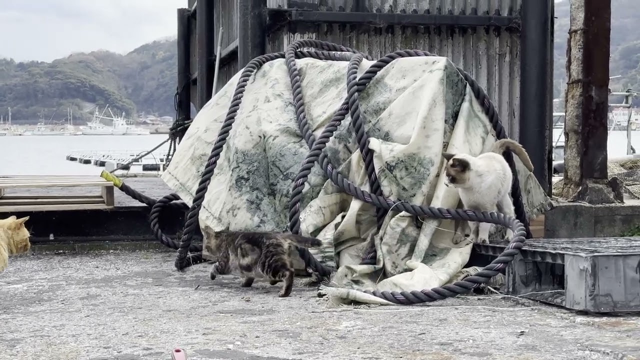 紫和漁港にいた猫さんたち19
