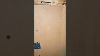 Black Breasted Undersize Finch Pair