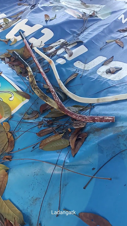 Penemuan senjata tajam buat tawuran/panjang 1Meter #Sajam #Tawuran #Senjatatajam #celuritmadura