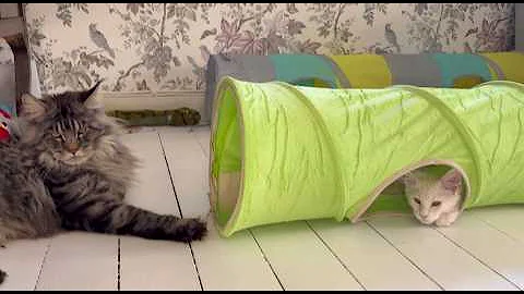 Video 11253291: first maine coon, little maine coon, kitten