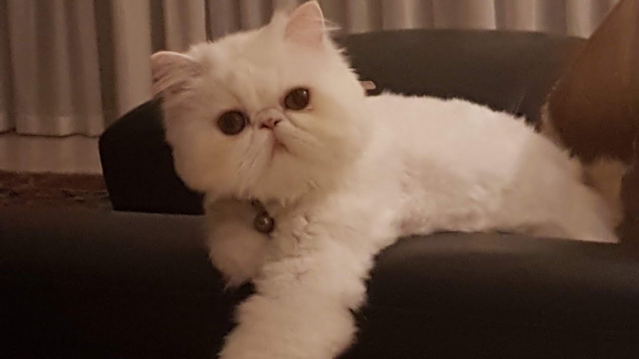 I Put Ice Cubes In Cat's Water Bowl😂 Squeek Tried To Take The Ice