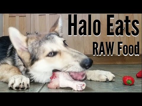 Baby And German Shepherd Fight Over Food Baby And German Shepherd Fight Over Food