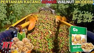 BEGINI PROSES PERTANIAN KACANG KENARI WALNUT MODERN | PROSES PEMANENAN WALNUT DI CALIFORNIA U.S.A