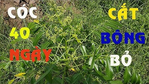 Cóc thái 40 ngày ra bông. Nhanh bất ngờ