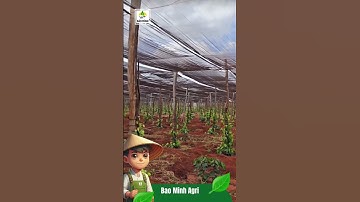 MÔ HÌNH TRỒNG XEN CÀ PHÊ và TIÊU. #baominhagri#hotieuvietnam #caphe #hotieu #nongnghiep #farm