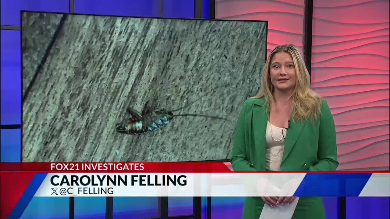 Concerns with roaches in apartment