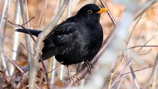 "Amsel"- brütet im Nest.../Blackbird broods in nest/. TV-"The Natural World" (Мир Природы)