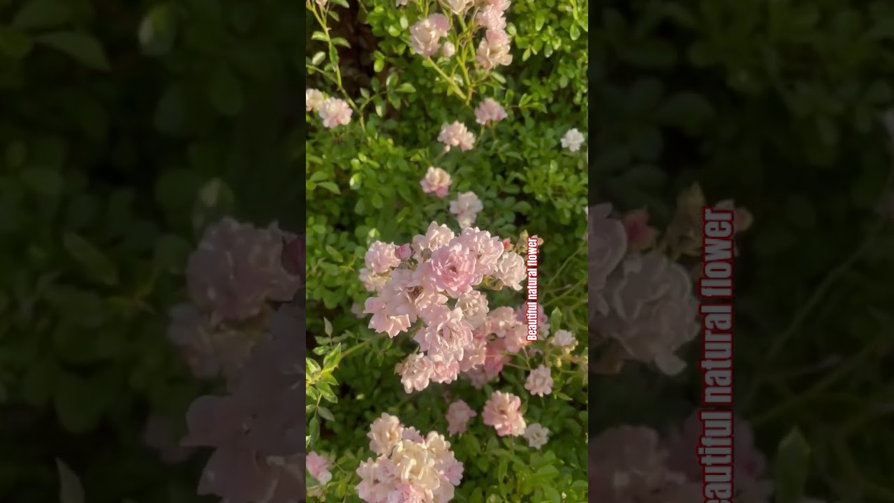 Beautiful pink rose flowers #rose #terracegardenindia #flowers #nature #flowergarden #love #roseflow