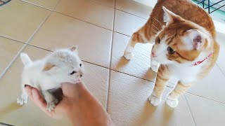 [保護子猫]自宅の屋根裏で保護した子猫を家族全員で育てる事にします赤ちゃん猫