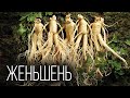 Женьшень: Панацея от всех болезней | Интересные факты про растения