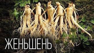 Ginseng: A panacea for all diseases | Interesting facts about plants