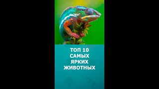 Топ 10 Самых Ярких Животных #Шортс #Животные #Дикиеживотные #Интересное #Топ10 #Shorts #Комарик