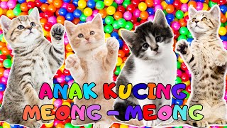 Download Lagu ANAK KUCING MEONG MEONG - kucing lucu banget bikin ngakak KUCING PERSIA LUCU #kucinglucu MP3 Download Lagu ANAK KUCING MEONG MEONG - kucing lucu banget bikin ngakak KUCING PERSIA LUCU #kucinglucu MP3