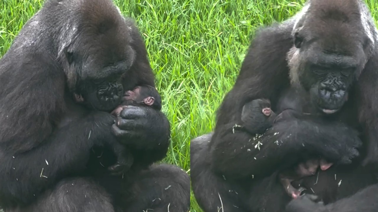 Новорожденный малыш гориллы! Кайус становится старшим братом