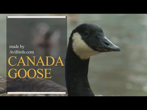 Canada Goose [Branta