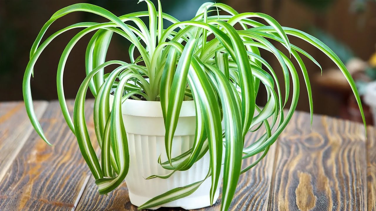 Kurdele Çiçeğini Öldüren O Hatayı Yapmayın! | Yapraklar Sararıyorsa DİKKAT! 😱