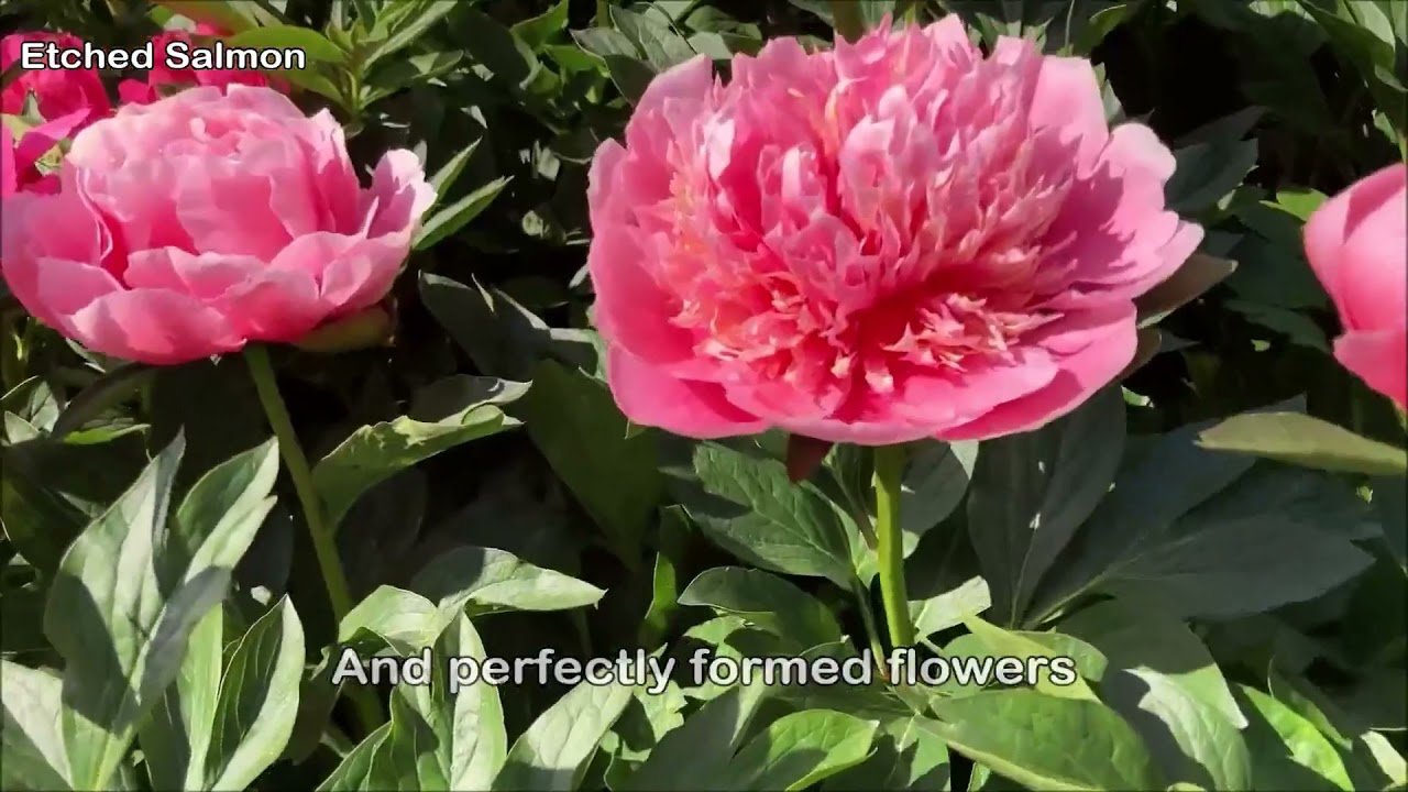 Peony Plants And Bulbs For Sale Online Dutch Bulbs Com Peony Plants And Bulbs For Sale Online Dutch Bulbs Com