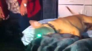 Dexter vs Tika, Pitbull vs Min Pin (very cute)